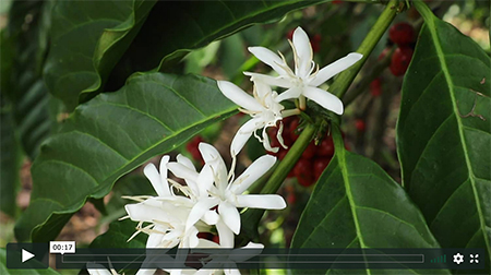 Feature image cover for video: Coffee Flowers for Mother's (Earth) Day