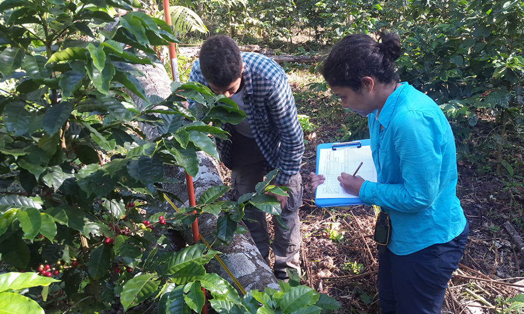 Feature image of Fabiola Rodriguez conducting field research about birds on coffee farms in Honduras.