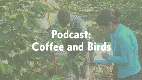 Feature image of Fabiola Rodriguez conducting field research about birds on coffee farms in Honduras.