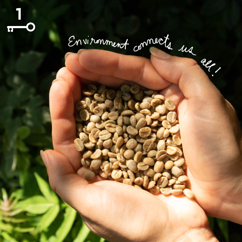 Green coffee beans in the palm of a hand; this is raw coffee before it is roasted, and the text overlay reads, “Environment connects us all!”