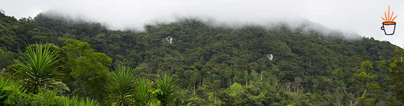 Image of the natural cloud forest that exists throughout the Yoro region of Honduras