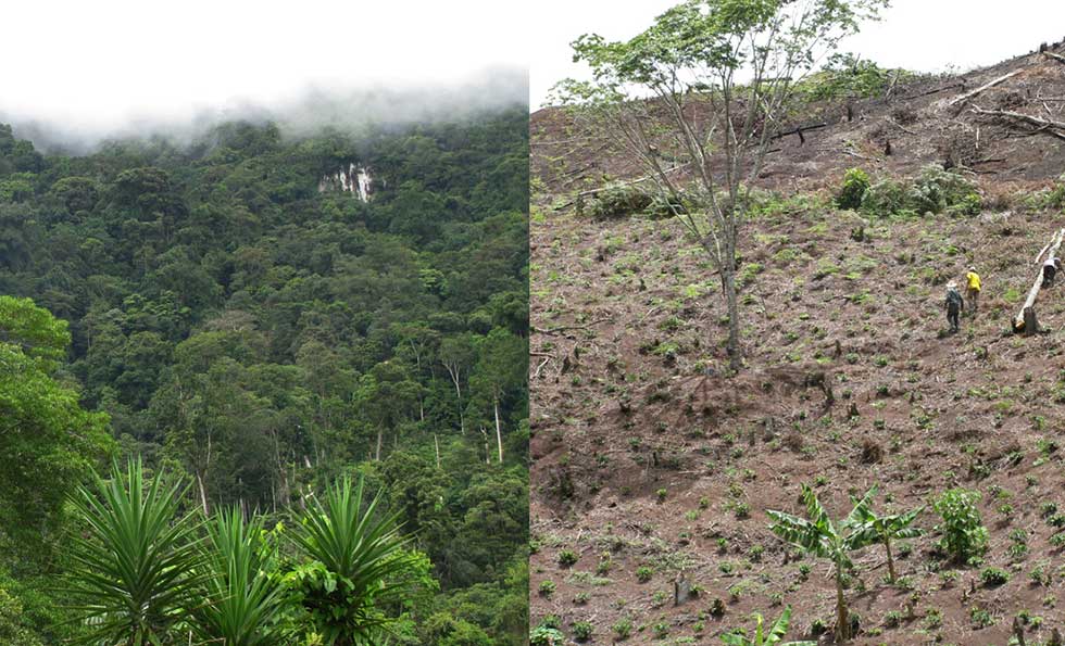 Two high elevation mountainsides of Honduras’s coffee-producing region showing the vast difference between a lush, natural forest and a recently deforested hillside.